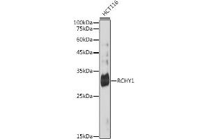 Western blot analysis of extracts of HCT116 cells, using RCHY1 antibody (ABIN7270050) at 1:1000 dilution. (RCHY1 anticorps)