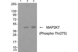 Western blot analysis of extracts from cos-7 cells (Lane 2) and 3T3 cells (Lane 3), using MAP2K7 (Phospho-Thr275) Antibody. (MAP2K7 anticorps  (pThr275))