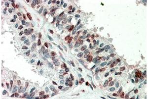 Immunohistochemistry (5μg/ml) staining of paraffin embedded Human Prostate. (ZIC3 anticorps  (Internal Region))