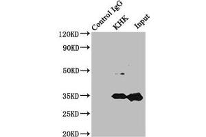 Immunoprecipitating KHK in Mouse liver tissue Lane 1: Rabbit control IgG instead of ABIN7157477 in Mouse liver tissue. (Ketohexokinase anticorps  (AA 1-298))