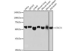 Western blot analysis of extracts of various cell lines, using CDC23 Rabbit mAb (ABIN7266247) at 1:1000 dilution. (CDC23 anticorps)
