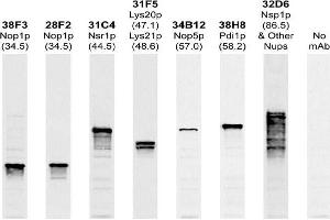 Antibody recognizes a single 57kDa band in blots of whole yeast protein extracts. (Nop5p anticorps)