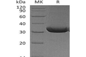 Western Blotting (WB) image for Tumor Necrosis Factor (Ligand) Superfamily, Member 11 (TNFSF11) (Active) protein (His tag) (ABIN7320666)