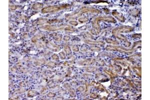 IHC testing of FFPE rat kidney tissue with CCN3 antibody at 1ug/ml. (NOV anticorps  (AA 334-357))