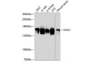 Western blot analysis of extracts of various cell lines using FMN1 Polyclonal Antibody at dilution of 1:3000. (FMN1 anticorps)