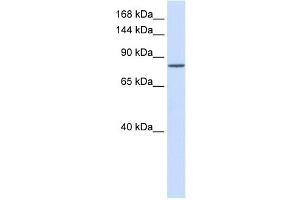 PCDHAC1 antibody used at 1 ug/ml to detect target protein. (PCDHAC1 anticorps  (N-Term))