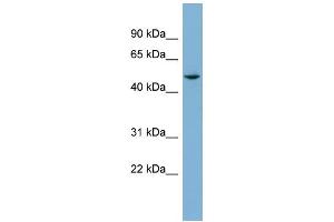 WB Suggested Anti-TUBE1 Antibody Titration: 0. (TUBE1 anticorps  (Middle Region))