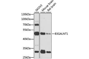 Western blot analysis of extracts of various cell lines, using B3GALNT1 antibody. (B3GALNT1 anticorps)