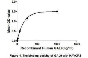 Image no. 1 for Lectin, Galactoside-Binding, Soluble, 9 (LGALS9) (AA 1-355) (Active) protein (His tag,GST tag) (ABIN6239815)