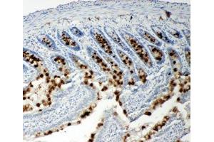 IHC-P: p107 antibody testing of rat intestine tissue (p107 anticorps  (C-Term))