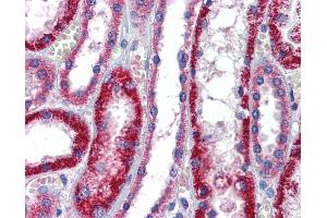 Immunohistochemistry (IHC) image for anti-ATPase, Na+/K+ Transporting, beta 1 Polypeptide (ATP1B1) (Middle Region) antibody (ABIN2781852)