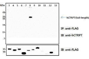 Immunoprecipitation (IP) analysis of the cell lysates from HEK293 cells transfected with empty vector or a panel of the FLAG-tagged CTRP family (full-length) followed by immunoblot analysis using anti-CTRP7 (human), pAb  antibody. (CTRP7 anticorps)