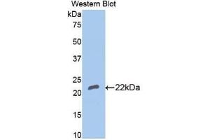 Western blot analysis of recombinant Rabbit BMP4. (BMP4 anticorps  (AA 23-204))