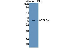Detection of Recombinant IL17D, Rat using Polyclonal Antibody to Interleukin 17D (IL17D) (IL17D anticorps  (AA 76-274))