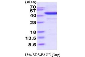 SDS-PAGE (SDS) image for Indoleamine 2,3-Dioxygenase 1 (IDO1) (AA 1-403) (Active) protein (His tag) (ABIN6387937)