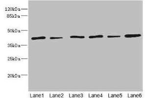 Western blot All lanes: TMOD1 antibody at 1. (Tropomodulin 1 anticorps  (AA 1-359))