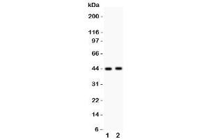 Western blot testing of E2F4 antibody and Lane 1:  rat lung (E2F4 anticorps  (Middle Region))
