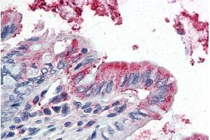 ABIN190837 (5µg/ml) staining of paraffin embedded Human Colon.