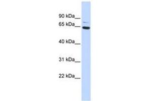 Image no. 1 for anti-Zinc Finger Protein 74 (ZNF74) (AA 216-265) antibody (ABIN6740434) (ZNF74 anticorps  (AA 216-265))