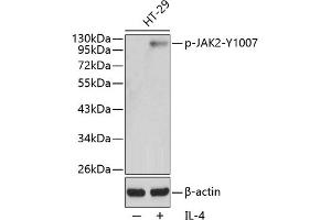 Western blot analysis of extracts from HT29 cells using Phospho-J-Y1007 antibody (ABIN3020270, ABIN3020271, ABIN3020272, ABIN1681697 and ABIN1681698). (JAK2 anticorps  (pTyr1007))