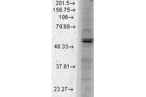 Western Blot analysis of Monkey COS transient cell lysate showing detection of Kir2. (KCNJ2 anticorps  (AA 41-64) (Atto 390))