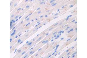 Used in DAB staining on fromalin fixed paraffin- embedded heart tissue (Triadin anticorps  (AA 344-693))