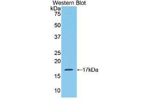Western Blotting (WB) image for anti-Mucosae Associated Epithelia Chemokine (AA 17-130) antibody (ABIN1859799) (Mucosae Associated Epithelia Chemokine (AA 17-130) anticorps)
