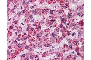 Immunohistochemistry (IHC) image for anti-Anti-MBP-1 (Middle Region) antibody (ABIN311760) (Anti-MBP-1 (Middle Region) anticorps)