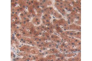 Used in DAB staining on fromalin fixed paraffin- embedded Kidney tissue (EIF2D anticorps  (AA 1-117))