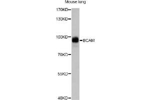 Western blot analysis of extracts of mouse lung, using BCAM antibody (ABIN6291878) at 1:1000 dilution.