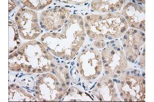 Immunohistochemical staining of paraffin-embedded Human Kidney tissue using anti-CYP1A2 mouse monoclonal antibody. (CYP1A2 anticorps)