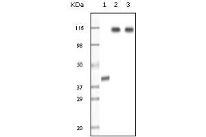 Western Blotting (WB) image for anti-Lysine (K)-Specific Demethylase 1A (KDM1A) (truncated) antibody (ABIN2464078)