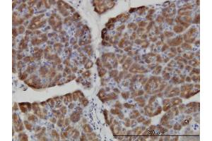 Immunoperoxidase of monoclonal antibody to HERC3 on formalin-fixed paraffin-embedded human pancreas.