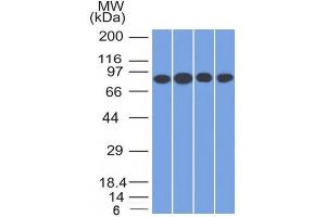 Western Blot Analysis of A) Jurkat (B) HeLa (C) MCF-7 & (D) K562 cell lysate using CD71 Mouse Monoclonal Antibody (TFRC/1817). (Transferrin Receptor anticorps  (AA 94-212))