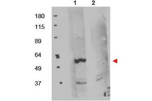 Image no. 1 for anti-FK506 Binding Protein 8, 38kDa (FKBP8) (Internal Region) antibody (ABIN401051) (FKBP8 anticorps  (Internal Region))