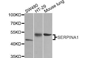 Western blot analysis of extracts of various cell lines, using SERPINA1 antibody (ABIN5970396) at 1/1000 dilution. (SERPINA1 anticorps)