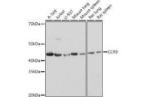 Western blot analysis of extracts of various cell lines, using CCR9 Rabbit mAb (ABIN7266311) at 1:1000 dilution. (CCR9 anticorps)