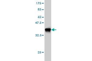 Western Blot detection against Immunogen (36.