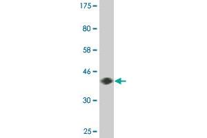 Western Blot detection against Immunogen (36.