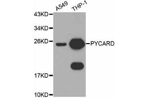 Western blot analysis of extracts of various cell lines, using PYCARD antibody (ABIN4904914) at 1:1000 dilution. (PYCARD anticorps)