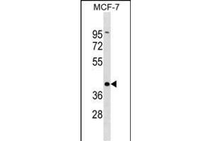 DMRT1 Antibody (C-term) (ABIN1537078 and ABIN2838164) western blot analysis in MCF-7 cell line lysates (35 μg/lane). (DMRT1 anticorps  (C-Term))