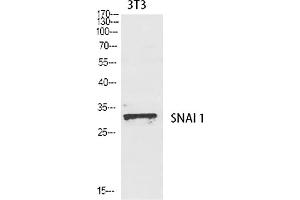 Western Blot analysis of various cells using SNAI 1 Polyclonal Antibody diluted at 1:1000.