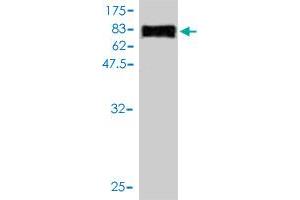 Western Blot detection against Immunogen (82.