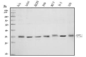 Western blot analysis of METTL1 using anti-METTL1 antibody (ABIN7600484).