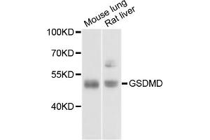 Western blot analysis of extracts of various cell lines, using GSDMD antibody (ABIN3211593) at 1/1000 dilution. (GSDMD anticorps)
