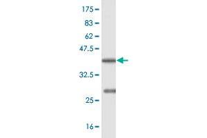 Western Blot detection against Immunogen (36.