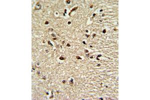 Immunohistochemistry (IHC) image for anti-Paired Box 4 (PAX4) antibody (ABIN3002750) (PAX4 anticorps)