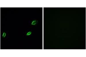 Immunofluorescence (IF) image for anti-Olfactomedin-Like 2A (OLFML2A) (AA 311-360) antibody (ABIN2890951) (OLFML2A anticorps  (AA 311-360))