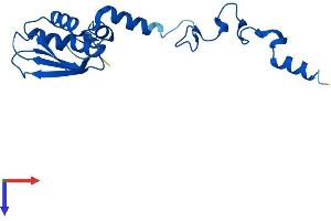 AlphaFold protein structure predicition of Human Recombinant MRPS25 Protein, UniprotID P82663