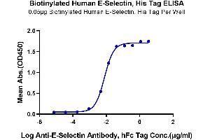 Immobilized Biotinylated Human E-Selectin at 0. (Selectin E/CD62e Protein (His-Avi Tag,Biotin))